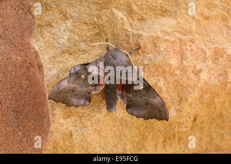 Il PIOPPO Hawk-moth Laothoe populi falena adulta a riposo sulla parete astone Foto Stock