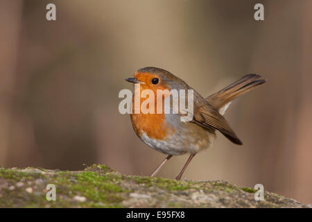 Unione Robin Erithacus rubecula adulto arroccata su una roccia Foto Stock