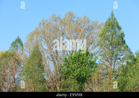 Cipresso calvo e albero altre forme di corona. Bates fiume vecchio, Congaree National Park, Carolina del Sud, la molla. Foto Stock