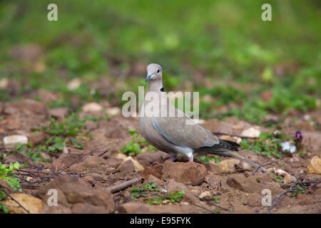 Eurasian Colomba a collare Sreptopelia decaocta adulto sul terreno Foto Stock