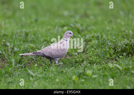 Eurasian Colomba a collare Sreptopelia decaocta adulto sul terreno graasy Foto Stock