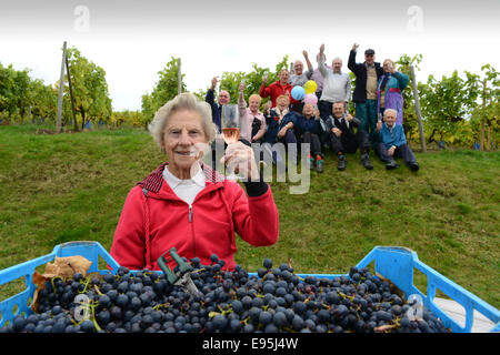 Vintage raccoglitrice di uva Ann Hawkins festeggia il suo compleanno 94th con altri volontari a Halfpenny verde vigneto nella regione delle West Midlands. Ann un ex insegnante Pattingham vivente sta aiutando con la vendemmia per oltre venti anni Foto Stock