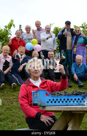 Vintage raccoglitrice di uva Ann Hawkins festeggia il suo compleanno 94th con altri volontari a Halfpenny verde vigneto nella regione delle West Midlands. Ann un ex insegnante Pattingham vivente sta aiutando con la vendemmia per oltre 20 Foto Stock