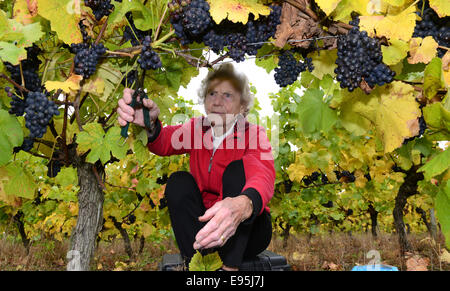 Vintage raccoglitrice di uva Ann Hawkins festeggia il suo compleanno 94a raccogliere le uve a Halfpenny verde vigneto nella regione delle West Midlands. Foto Stock