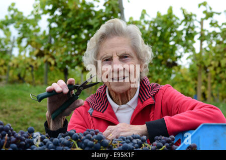 Vintage raccoglitrice di uva Ann Hawkins festeggia il suo compleanno 94a raccogliere le uve a Halfpenny verde vigneto nella regione delle West Midlands. Foto Stock