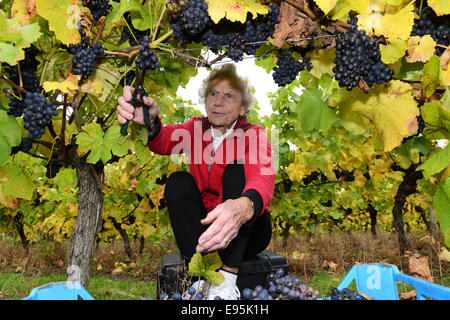 Vintage raccoglitrice di uva Ann Hawkins festeggia il suo compleanno 94a raccogliere le uve a Halfpenny verde vigneto nella regione delle West Midlands. Ann un ex insegnante Pattingham vivente sta aiutando con la vendemmia per oltre vent anni . Foto Stock