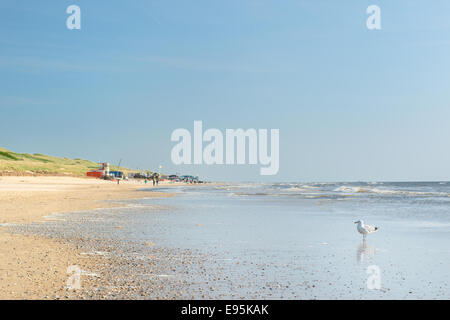 Spiaggia del mare del Nord a isola di wadden Texel con sea gull in acqua Foto Stock