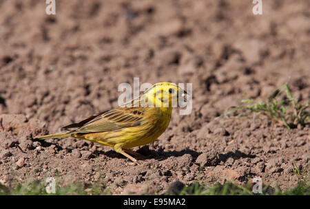 Zigolo giallo Emberiza citrinella maschio adulto sul terreno Foto Stock