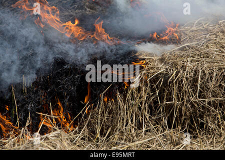 Combustione di paglia di riso nei campi del Palmar. Valencia Spagna. Foto Stock