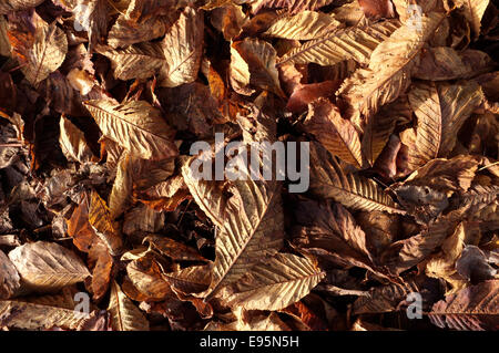 Close up di caduto caduta/autunno morto foglie marrone in presenza di luce solare. Foto Stock