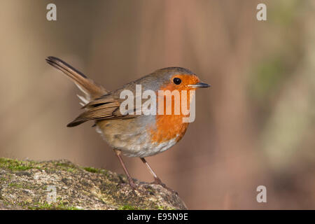 Unione Robin Erithacus rubecula adulto arroccata su una roccia Foto Stock
