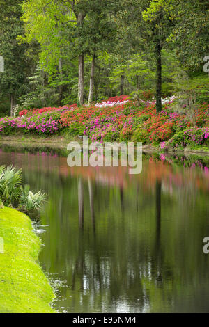 Fiori di azalea MILL POND Middleton Place ex piantagione di SLAVE ASHLEY RIVER CHARLESTON SOUTH CAROLINA USA Foto Stock