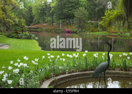 Fiori di azalea MILL POND Middleton Place ex piantagione di SLAVE ASHLEY RIVER CHARLESTON SOUTH CAROLINA USA Foto Stock