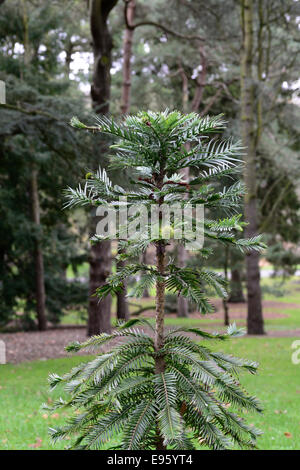 Wollemia nobilis wollemi pine antica superstite preistoriche conifere conifere in pericolo sempreverde Pino rari alberi ad albero Foto Stock