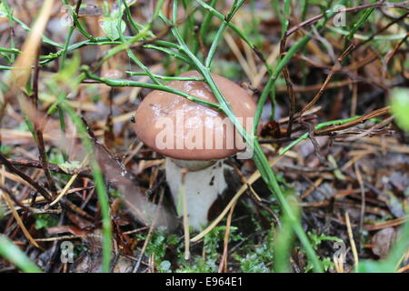 Bel fungo di Suillus nella foresta Foto Stock