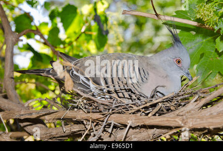 Crested Pigeon, Ocyphaps lophotes,seduto su un nido di grezzo. Foto Stock