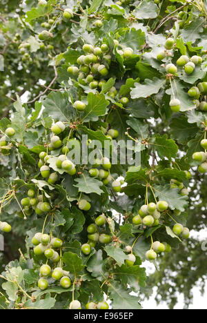 Parco naturale de los alcornocales su un albero di quercia. Foto Stock