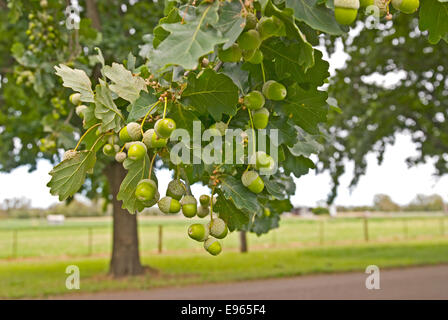 Parco naturale de los alcornocales su un albero di quercia. Foto Stock