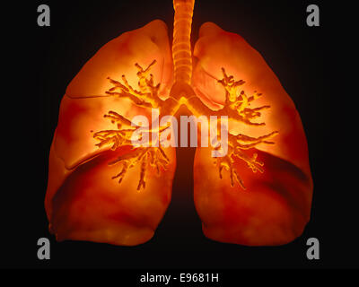 3D illustrazione medica - polmoni con visibile nei bronchi Foto Stock