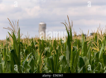 Il raccolto di mais fiori con silo in distanza Foto Stock