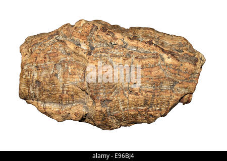 Corteccia di sughero Quercus suber cut-out Foto Stock