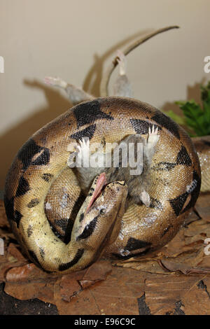 Modello di una Boa Constrictor la frantumazione di un ratto Foto Stock