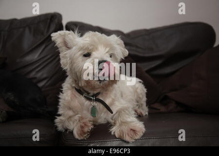 West Highland terrier sul divano Foto Stock