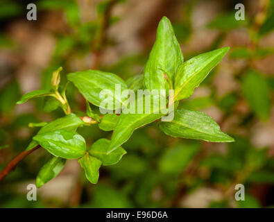 Macro di coriandolo vietnamita di piante di erbe Foto Stock