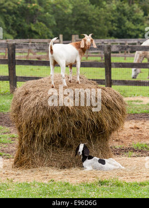 Capra bianca in balle di paglia nel campo di fattoria Foto Stock