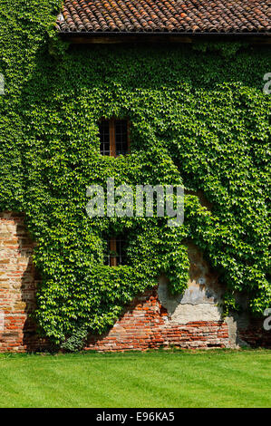 Casa coperte di edera Foto Stock