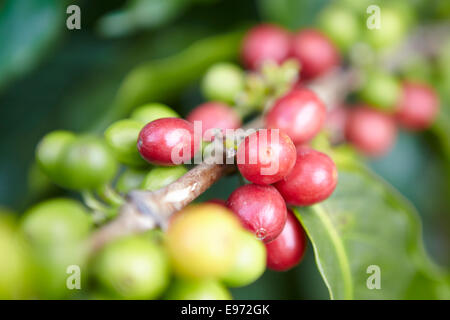 Mature le ciliegie di caffè su un ramo contenente anche i fagiolini verdi Foto Stock