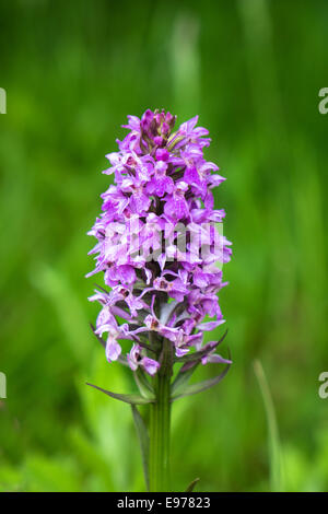 Viola di palude (orchidea Dactylorhiza purpurella) crescita selvaggia all'inizio dell'estate. Foto Stock