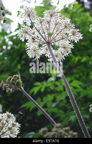 Giant hogweed Foto Stock