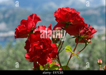 Rose rampicanti con piena fioritura rossa in un giardino sul mare del Golfo di Napoli nei pressi di Sorrento in Italia, può Foto Stock