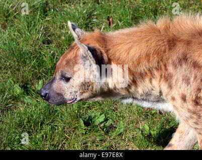 African macchiati o ridere iena in close-up Foto Stock