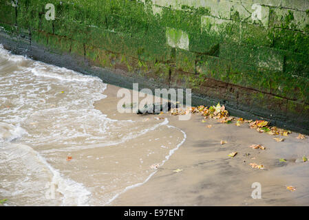 Dettaglio fotografia di foglie e driftwood contro le alghe verdi coperti Fiume Tamigi Embankment muro a Greenwich, Inghilterra Foto Stock