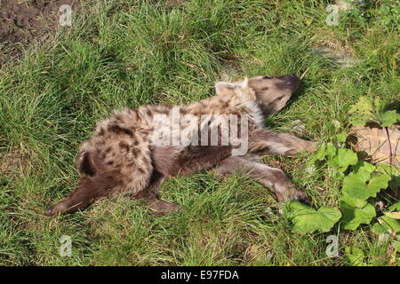 African macchiati o ridere iena in close-up Foto Stock