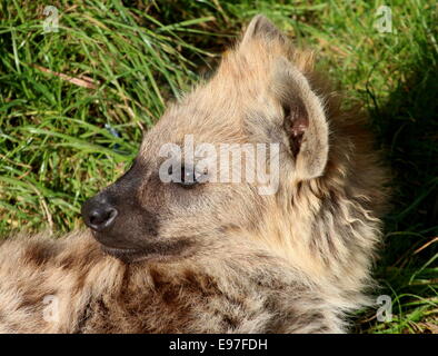 African macchiati o ridere iena in close-up Foto Stock