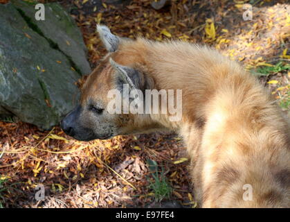 Coppia African macchiati o ridere iena in close-up Foto Stock