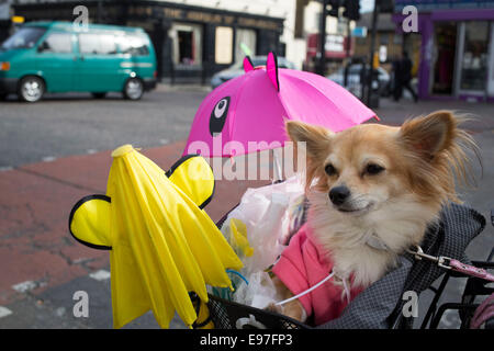 Cindy la cute Chihuahua, seduto nel suo proprietari bicicletta paniere indossando i suoi hoodie come ciclo di essi verso il basso Bethnal Green Road, Londra. Foto Stock