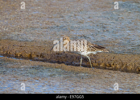 Curlew Numenius arquata avanzamento sul litorale Foto Stock