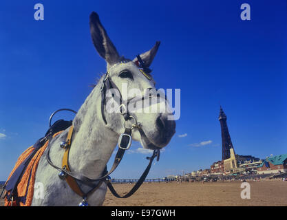 Mare asini su Blackpool Sands. Lancashire Foto Stock