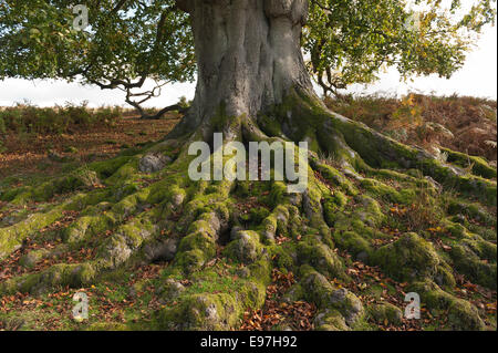 Tangled radice dell antico inglese massiccio faggio ricoperta con moss una sicura base solida su un dolce pendio Foto Stock