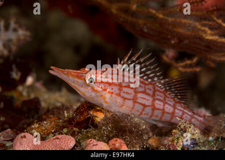 Close-up di Longnose hawkfish Foto Stock