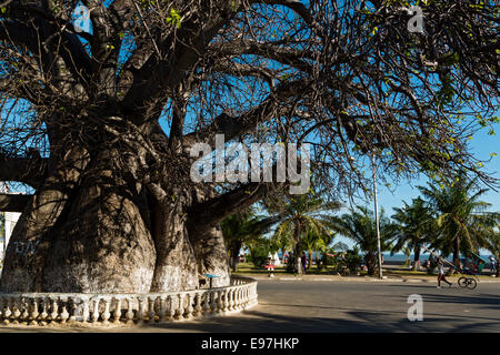 Il vecchio baobab,Mahajanga, Madagascar Foto Stock