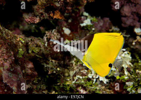 Close-up di Longnose butterflyfish. Foto Stock