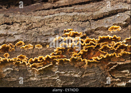 Vivid quasi incandescente Arancione marrone pelose crosta a tendina funghi formano strati sui morti comune di legno di quercia diffusione sotto corteccia lungo tronco Foto Stock