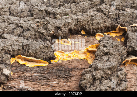 Vivid quasi incandescente Arancione marrone pelose crosta a tendina funghi formano strati sui morti comune di legno di quercia diffusione sotto corteccia lungo tronco Foto Stock