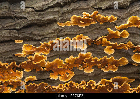 Vivid quasi incandescente Arancione marrone pelose crosta a tendina funghi formano strati sui morti comune di legno di quercia diffusione sotto corteccia lungo tronco Foto Stock