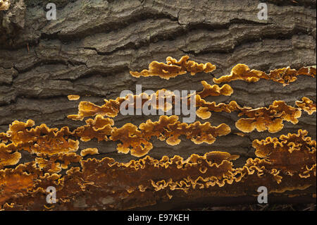 Vivid quasi incandescente Arancione marrone pelose crosta a tendina funghi formano strati sui morti comune di legno di quercia diffusione sotto corteccia lungo tronco Foto Stock